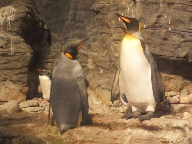 Wybieg dla pingwinów w zoo pokyty imitacją kamienia